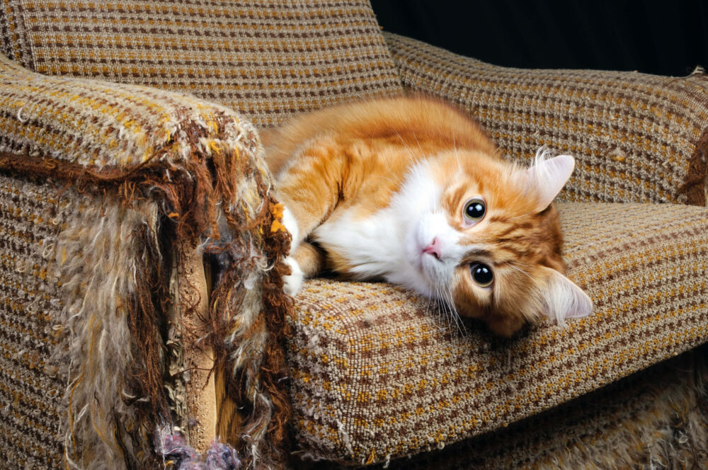 Mitigating Cat Damage to a Rental Property The Significance of Insurance